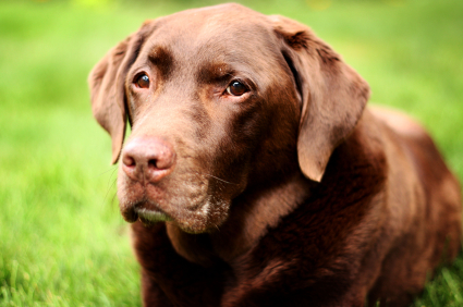 Translating Labrador Retriever dog years into human years