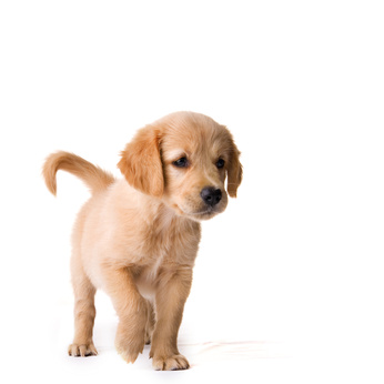 Picking a puppy that is right for you