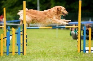 Do dogs need exercise every day?