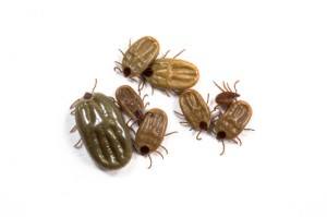 Group of tick isolated on white