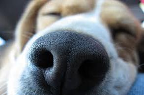 Dog nose 