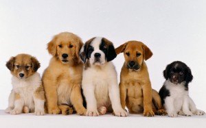 Cute Puppies for sale