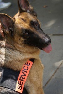 service dog helps vets