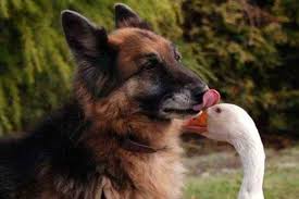 Dog and Goose lose the bad attitude and gain friendship