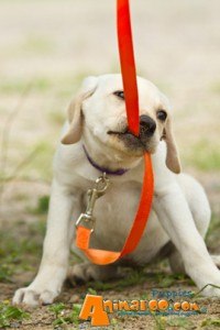 dog-pulling-leash