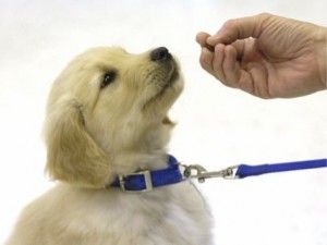 Reward Your Puppy For Good Behavio
