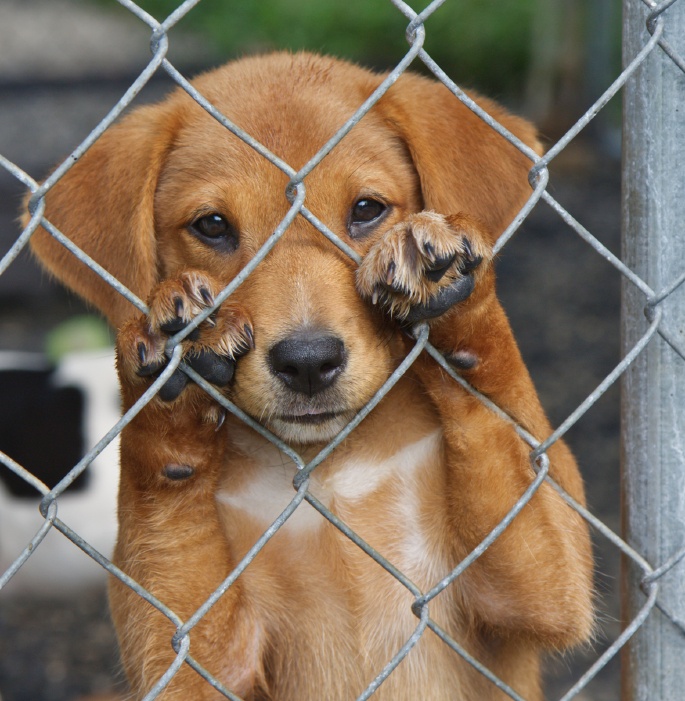 Village of Wellington Passes Puppy Mill Ban - Dog Blog - Advice To Dog  Owners