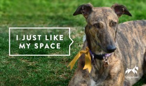 Dogs wear yellow ribbons to indicate they need space.