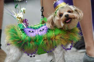 A Mardi Gras Parade for the Canines 