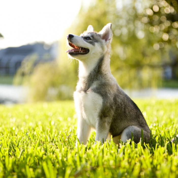 Alaskan Klee Kai Puppies For Sale Purebred From Animaroo Com