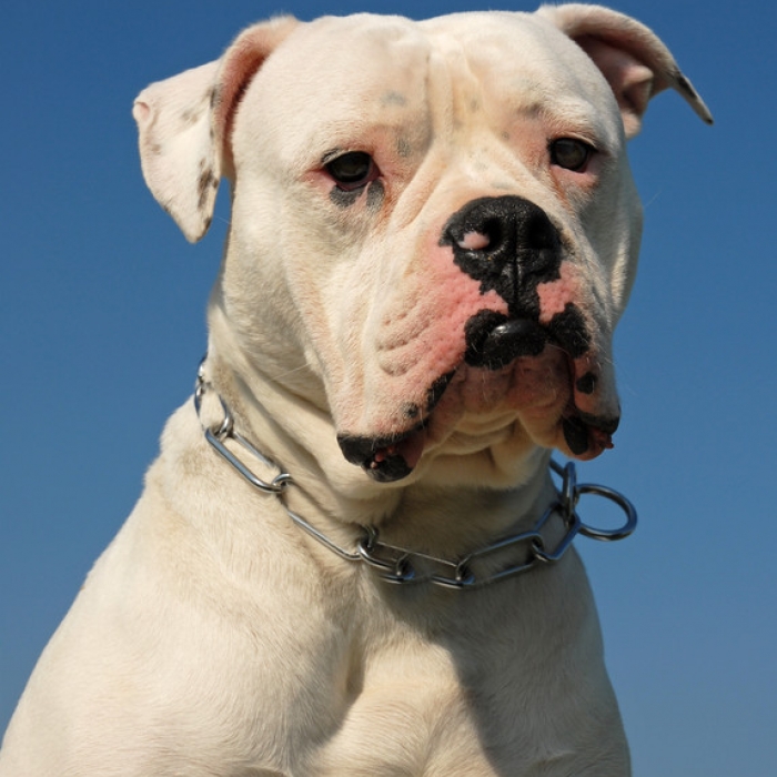 American Bulldog Dog Breed Information and Facts