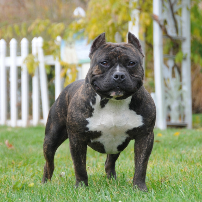 American Bully Dog Breed Information 