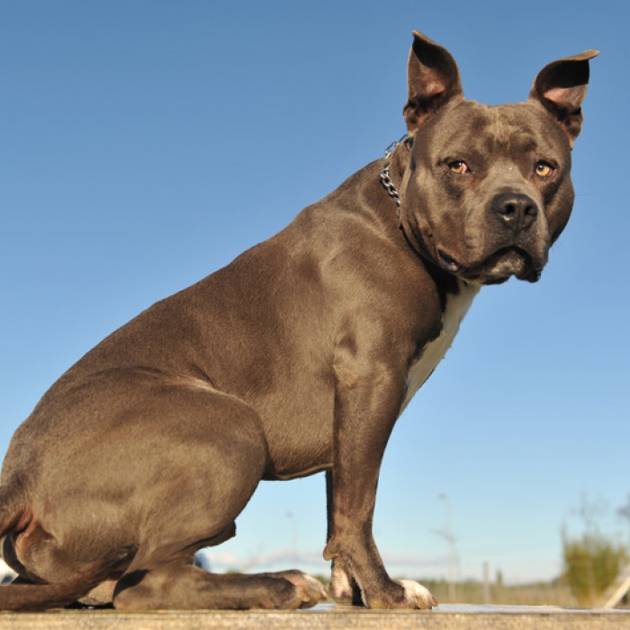 American Staffordshire Terrier Dog Breed Information and Facts