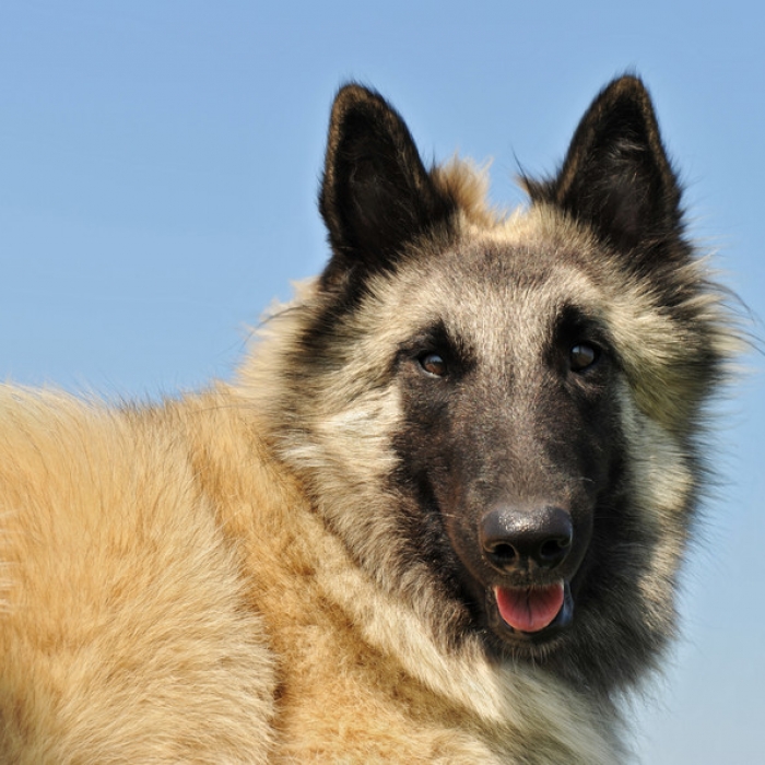 Belgian Tervuren Dog Breed Information and Facts