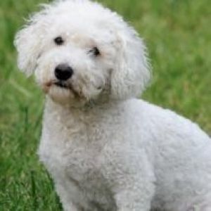 Bichon Poo Breed Information and Facts