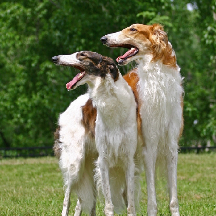 子犬の頃からスタイル抜群 ロシア生まれの超大型犬ボルゾイの高画質な画像まとめ 写真まとめサイト Pictas