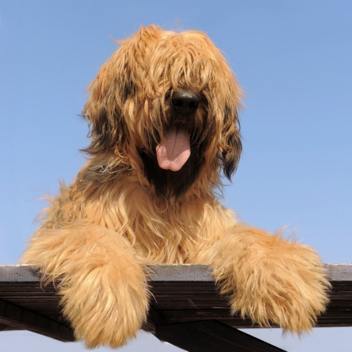 Briard Breed Information and Facts