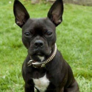 Bug Dog Breed Information and Facts
