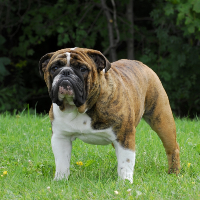 Bulldog Breed Information and Facts