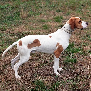 close working english pointers for sale