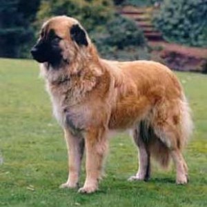 estrela mountain dog puppy for sale