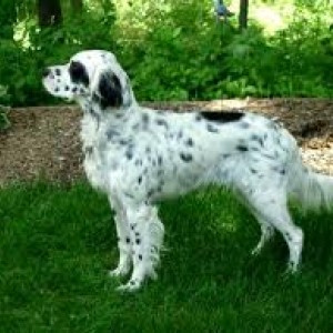 Llewellin Setter Puppies for Sale