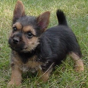 Norwich Terrier Puppies for Sale