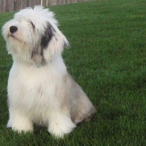 polish lowland sheepdog puppies price