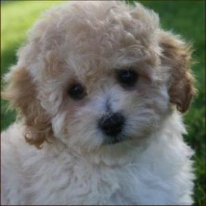 Poochon Dog Breed Information and Facts