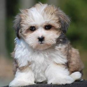 32 Top Images What Is A Teddy Bear Puppy / Teddy Bear Dog Breeds The Pups That Look Like Plushies