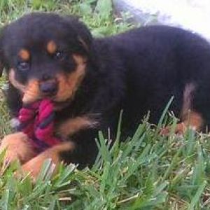 miniature rottweiler puppies for sale