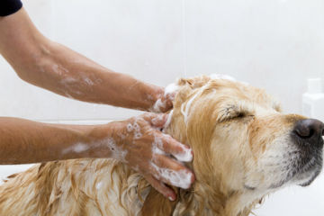 DIY dog grooming