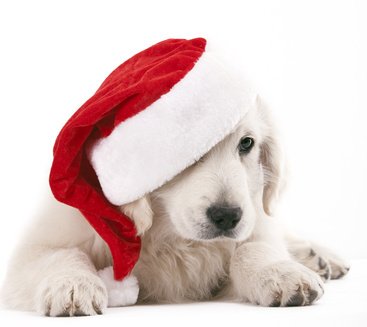 Top 7 Christmas Gifts for Your Dog